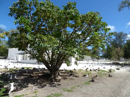 Heptapleurum actinophyllum — port de la plante