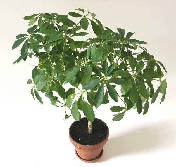Heptapleurum arboricola — port de la plante