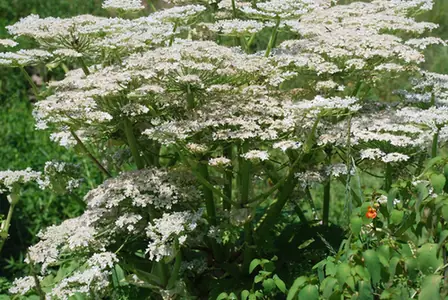 Heracleum mantegazzianum — port de la plante
