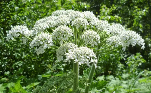 Heracleum maximum — floraison