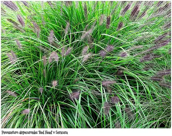 Herbe aux écouvillons — Cenchrus alopecuroides