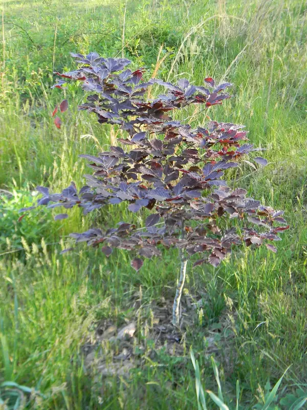 Hêtre commun — Fagus sylvatica