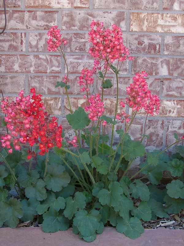 Heuchère — Heuchera sanguinea