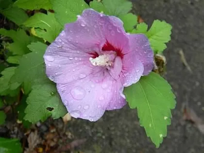 Hibiscus des jardins — Hibiscus syriacus