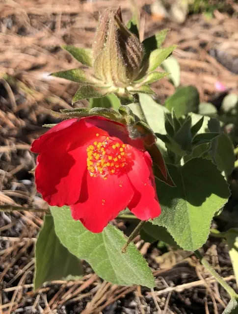 Hibiscus martianus — floraison