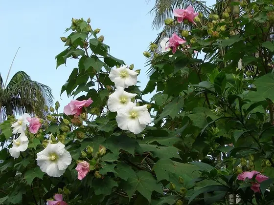 Hibiscus mutabilis — floraison