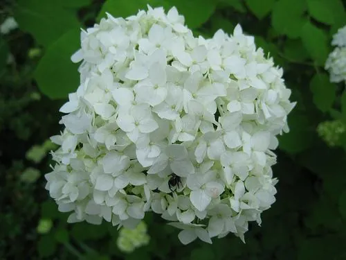 Hortensia de Virginie — Hydrangea arborescens