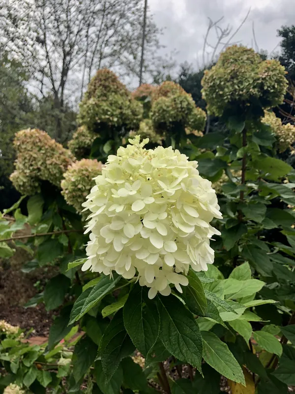 Hortensia Limelight — Hydrangea paniculata 'Limelight'