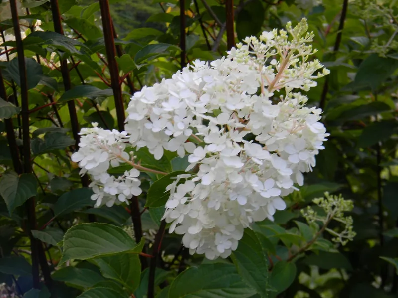 Hortensia paniculé — Hydrangea paniculata