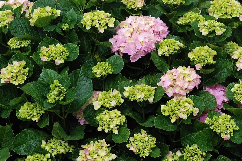 Hortensia aux inflorescences roses et vertes