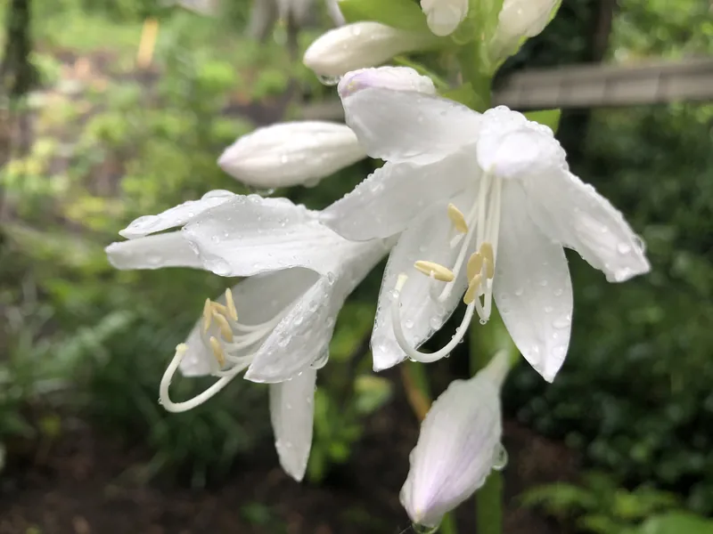 Hosta — Hosta plantaginea
