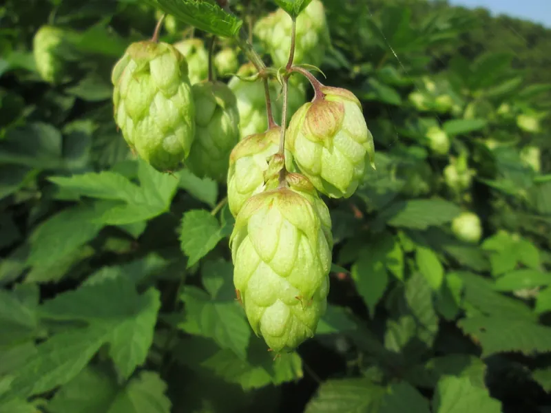 Houblon — Humulus lupulus