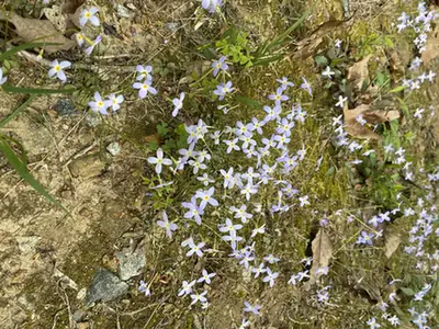 Houstonia caerulea — floraison