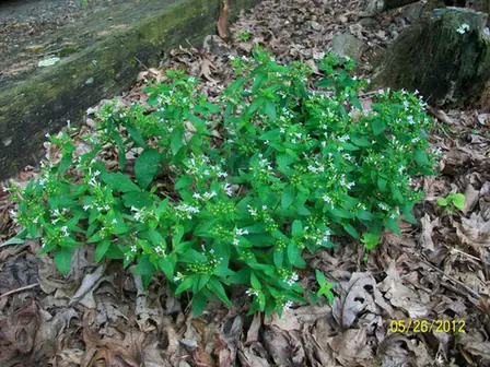 Houstonia purpurea — port de la plante