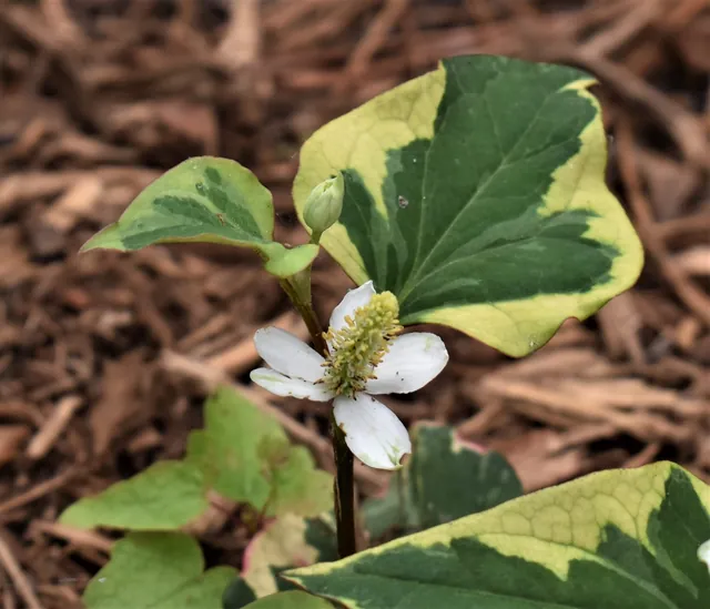Houttuynia cordata — port de la plante