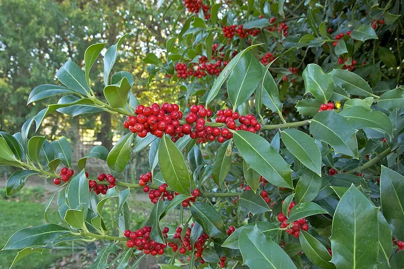 Houx commun — Ilex aquifolium