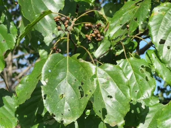 Hovenia dulcis — feuillage