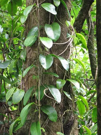 Hoya australis — port de la plante