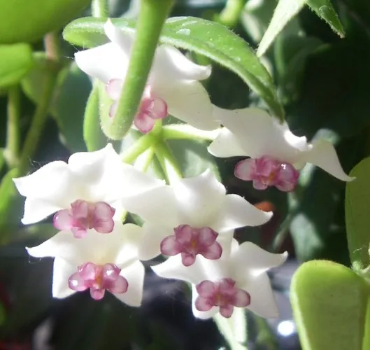 Hoya bella — floraison