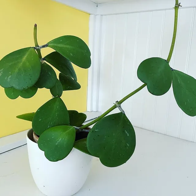Hoya kerrii — port de la plante