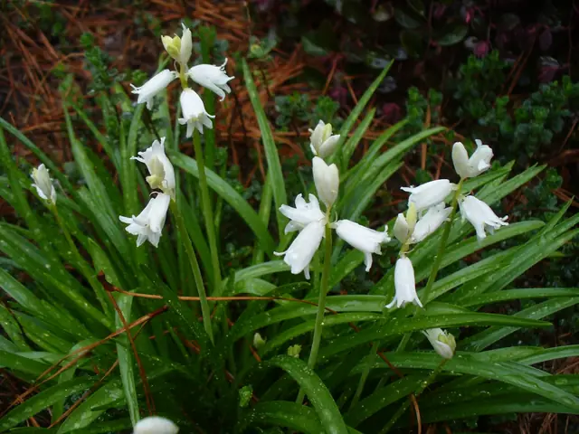 Hyacinthoides hispanica — port de la plante