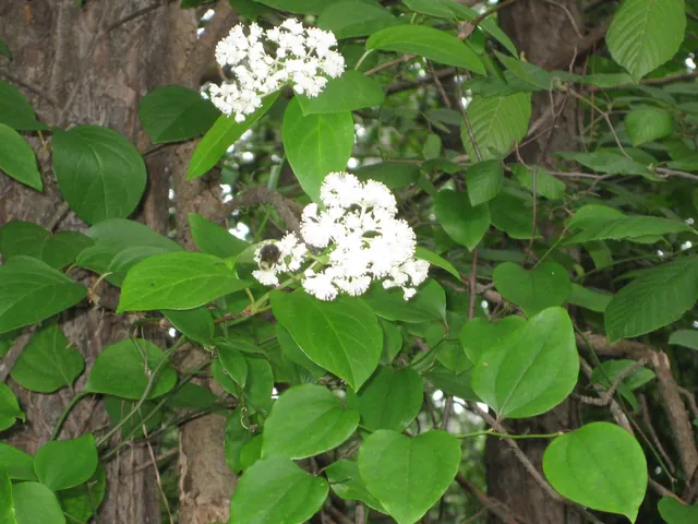 Hydrangea barbara — port de la plante