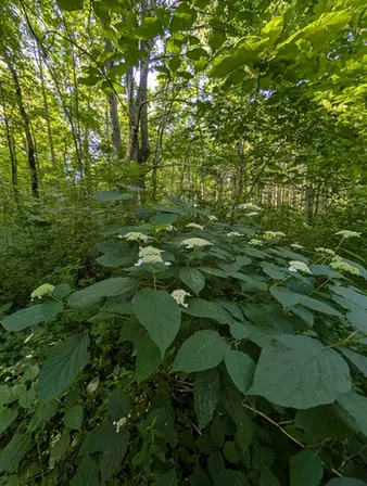 Hydrangea cinerea — port de la plante