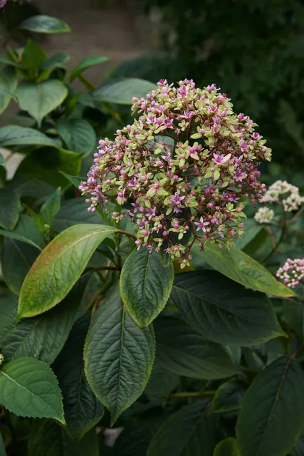 Hydrangea febrifuga — floraison
