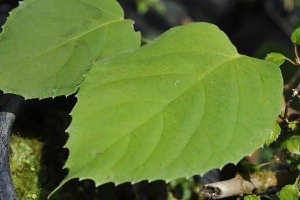 Hydrangea glaucescens — feuillage