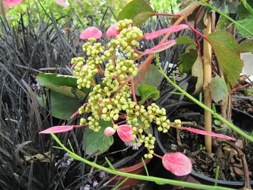 Hydrangea hydrangeoides — floraison