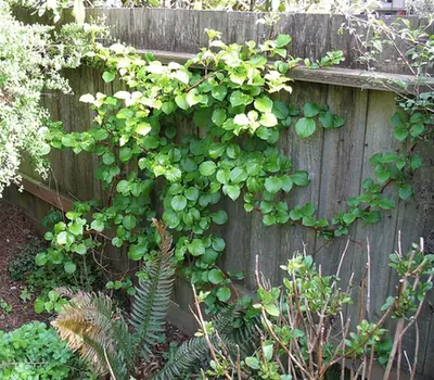 Hydrangea petiolaris — port de la plante