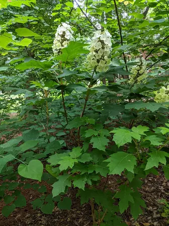 Hydrangea quercifolia — port de la plante