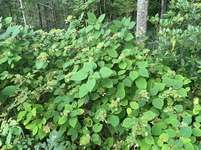 Hydrangea radiata — port de la plante