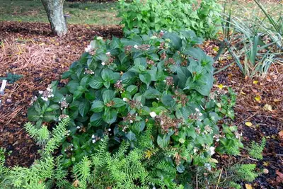 Hydrangea serrata — port de la plante