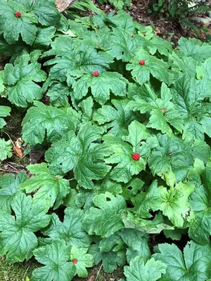 Hydrastis canadensis — port de la plante