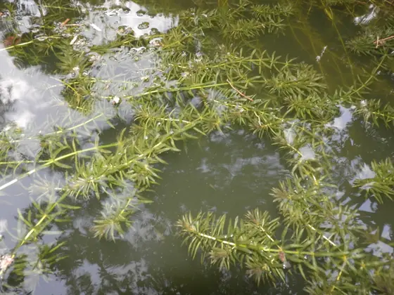 Hydrilla verticillata — photographie botanique