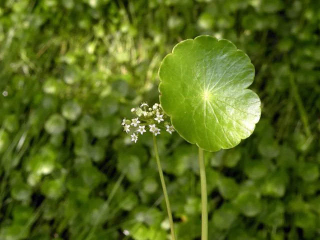Hydrocotyle umbellata — floraison