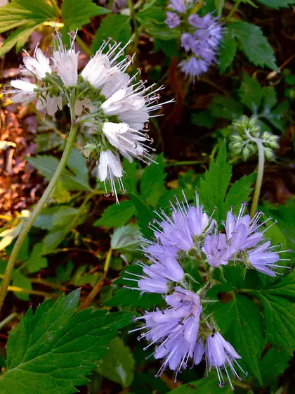 Hydrophyllum virginianum — floraison