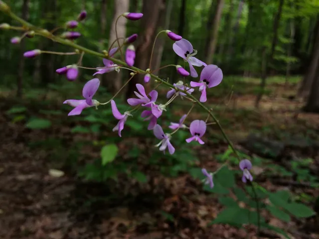 Hylodesmum nudiflorum — floraison