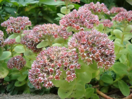 Hylotelephium anacampseros — floraison