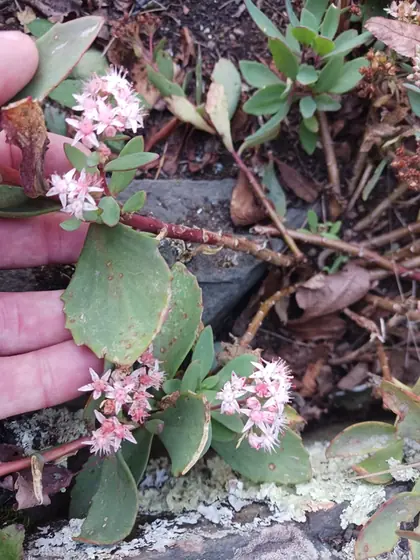 Hylotelephium telephioides — port de la plante