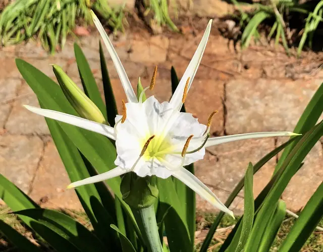 Hymenocallis crassifolia — floraison