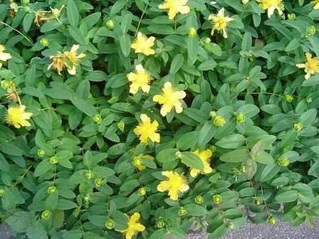 Hypericum calycinum — photographie botanique