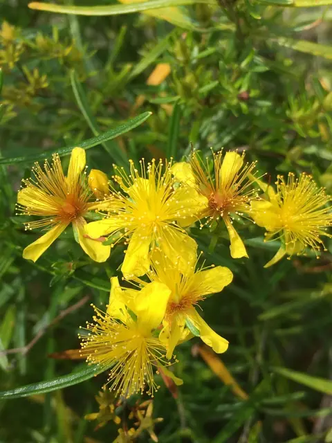 Hypericum densiflorum — floraison
