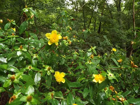 Hypericum frondosum — port de la plante