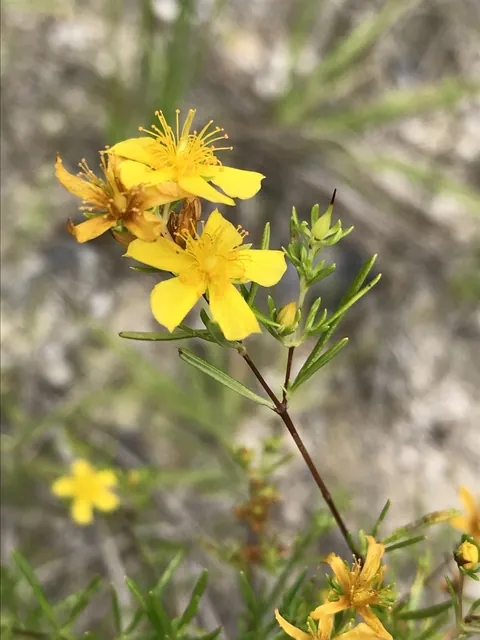 Hypericum galioides — floraison