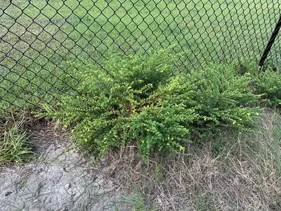 Hypericum hypericoides — port de la plante
