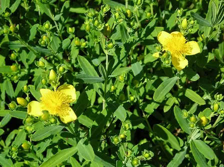Hypericum kalmianum — photographie botanique