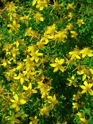 Hypericum perforatum — port de la plante