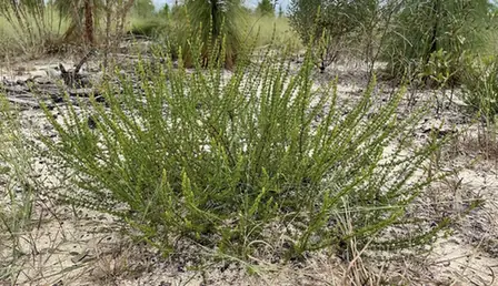 Hypericum tenuifolium — port de la plante
